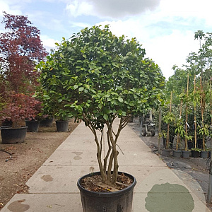 Camellia japonica 175-200 cm container piramide