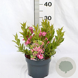Weigela Picobella Rosa 25-30 cm 3,0L