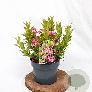 Weigela Picobella Rosa 25-30 cm 3,0L