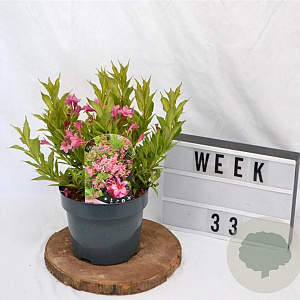 Weigela Picobella Rosa 25-30 cm 3,0L