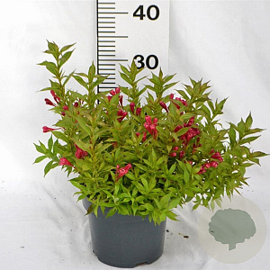 Weigela Picobella Rosso 25-30 cm 3,0L