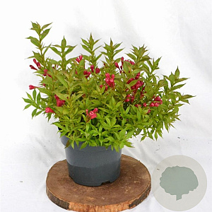 Weigela Picobella Rosso 25-30 cm 3,0L