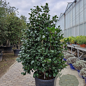 Camellia j. 'Lady Campbell' 150-175 cm 9L