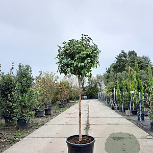 Camellia sasanqua 80 cm stam container kroon 100-125