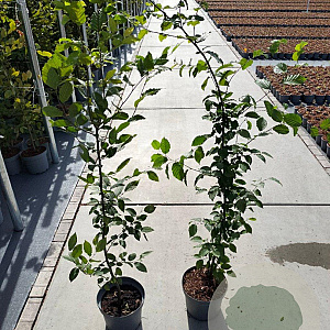 Carpinus betulus 125-150 cm 5,0L