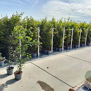 Carpinus betulus 125-150 cm 5,0L