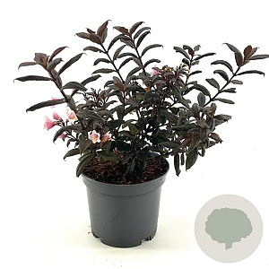 Weigela Vintage Love 30-40 cm 3,0L