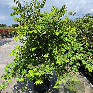 Zelkova serrata 175-200 cm 35L