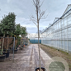 Cercis can. 'Forest Pansy' 200 cm stam container 8-10