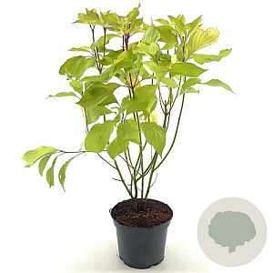 Cornus alba 'Aurea' 40-50 cm 3,0L