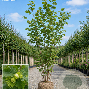 Corylus avellana 'Lange Spaanse' 350-375 cm draadkluit meerstammig verplant