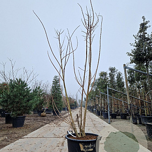 Cotinus coggygria 200-250 cm cont. 65L meerstammig