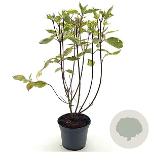 Cornus alba 'Gouchaultii' 40-45 cm 3,0L