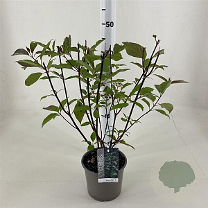 Cornus alba 'Kesselringii' 50-60 cm 3,0L
