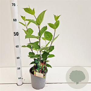 Cornus alba 'Sibirica' 40-50 cm 2,5L