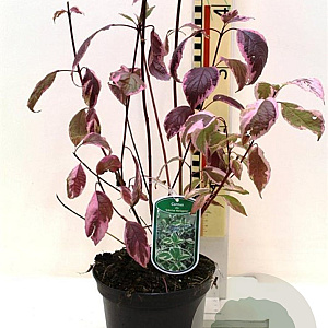 Cornus alba 'Sibirica Variegata' 35-40 cm 3,0L