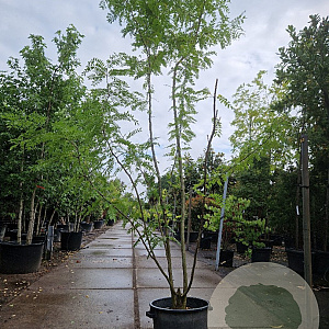 Gleditsia triacanthos inermis 300-350 cm container meerstammig