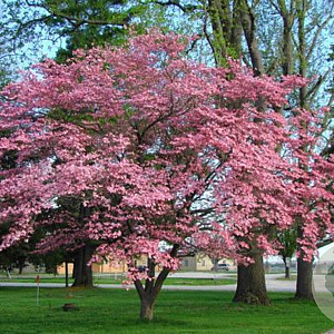 Cornus florida rubra 200-250 cm cont. 110L