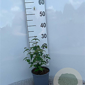Cornus kousa chinensis 30-40 cm 2,0L