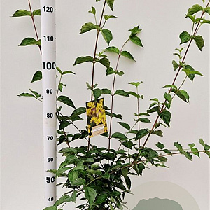 Cornus mas 100-125 cm 10L