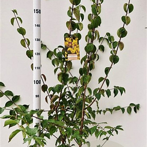 Cornus mas 125-150 cm 10L