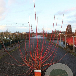 Cornus sang. 'Anny's Winter Orange' 80-100 cm 10L