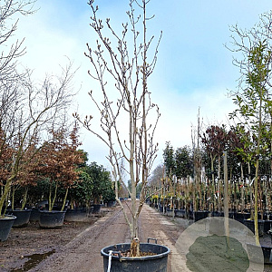 Magnolia denudata 250-300 cm cont. 130L