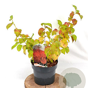 Cornus sang. 'Winter Beauty' 30-40 cm 3,0L