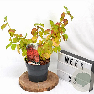 Cornus sang. 'Winter Beauty' 30-40 cm 3,0L