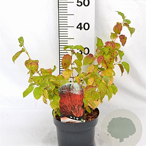 Cornus sang. 'Winter Beauty' 30-40 cm 3,0L