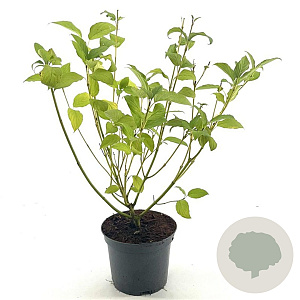 Cornus sericea 'Budd's Yellow' 25-30 cm 3,0L
