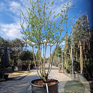 Mespilus germanica 250-300 cm container meerstammig