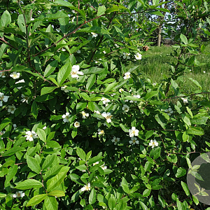 Mespilus germanica 250-300 cm container meerstammig