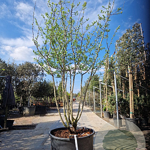 Mespilus germanica 250-300 cm container meerstammig