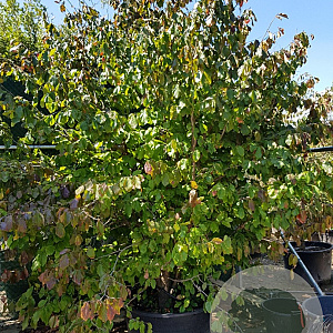 Parrotia persica 300-350 cm container solitair meerstammig