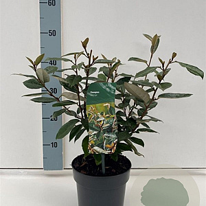 Elaeagnus ebbingei 25-30 cm 2,0L