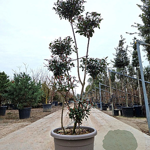 Photinia fraseri 'Carré Rouge' 150-175 cm container pompon
