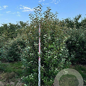 Elaeagnus ebbingei 250-300 cm draadkluit struik