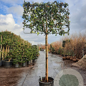 Photinia fraseri 'Red Robin' 180 cm stam container 16-18 lei 180x120