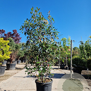 Photinia fraseri 'Red Robin' 250-300 cm 45L