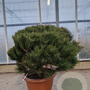 Pinus nigra Brepo 60-80 cm container bol