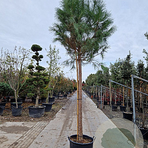 Pinus pinea 180 cm stam container 25-30