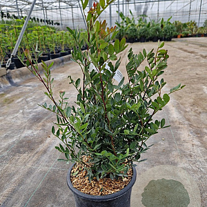 Pistacia lentiscus 30-40 cm 3,0L