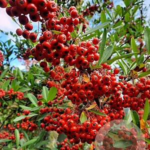 Pyracantha coccinea 120 cm stam container 14-16