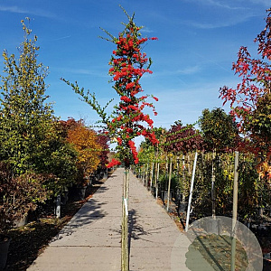 Pyracantha coccinea 120 cm stam container 12-14
