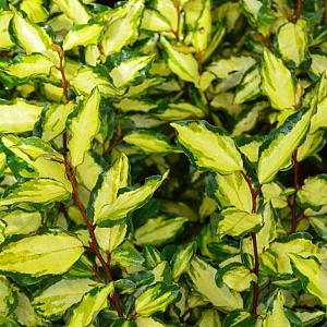 Elaeagnus ebb. Maryline 20-30 cm 2,0L