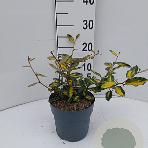 Elaeagnus pungens 'Maculata' 20-25 cm 2,0L