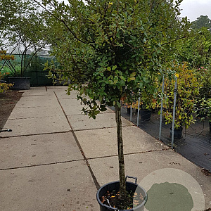 Quercus ilex 100 cm stam container 12-14