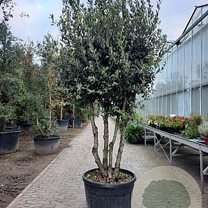 Quercus ilex 200-250 cm container 80 stam