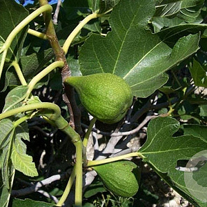 Ficus carica 14-16 HA container